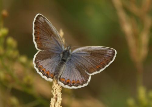 Réf. 22 923 : Plebejus argyrognomon