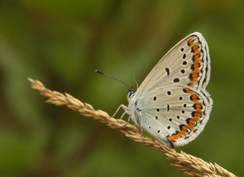 Réf. 22 924 : Plebejus argyrognomon