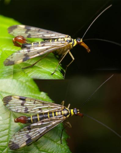 Panorpa communis