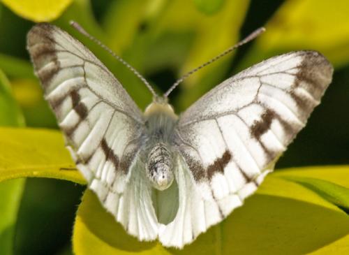 Réf. 22 995 : Pieris napi