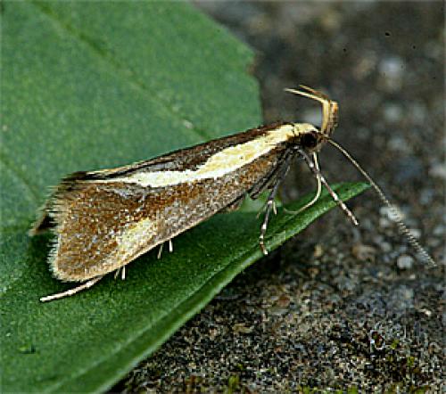 Harpella forficella