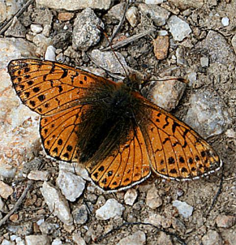Réf. 22 323 : Boloria sp.