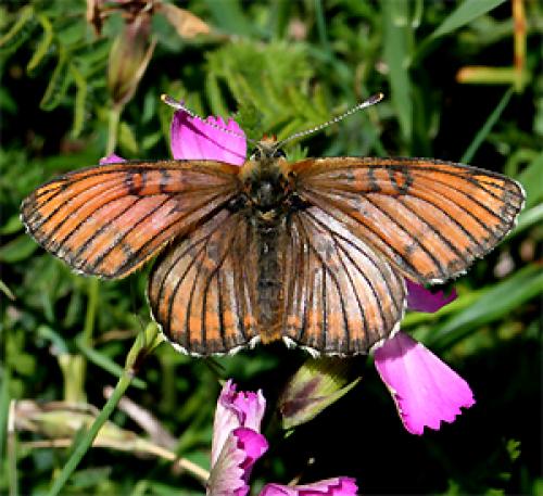 Melitaea sp.