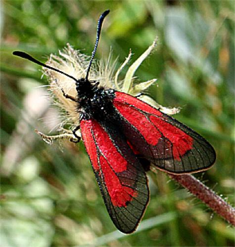 Réf. 22 327 : Zygaena purpuralis