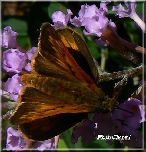 Ochlodes sylvanus