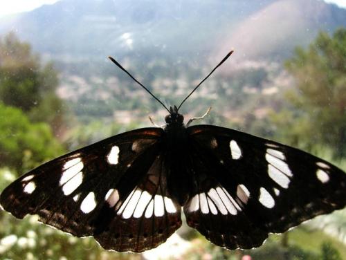 Limenitis reducta