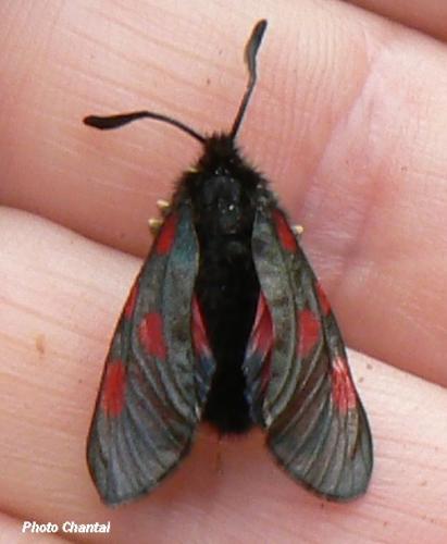 Zygaena sp.
