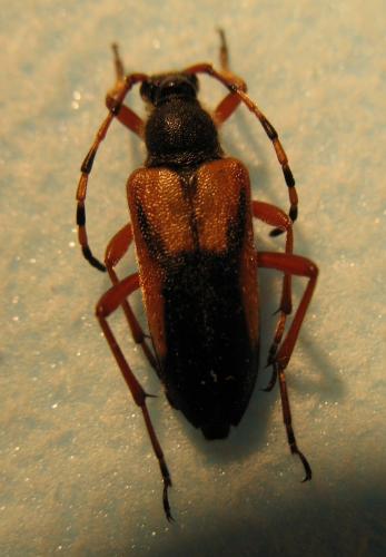 Réf. 22 220 : Stictoleptura stragulata