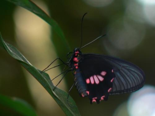 Réf. 22 394 : Parides lysander