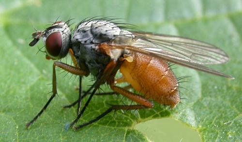 Pegomya bicolor