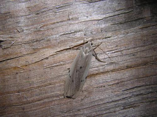 Pelosia muscerda
