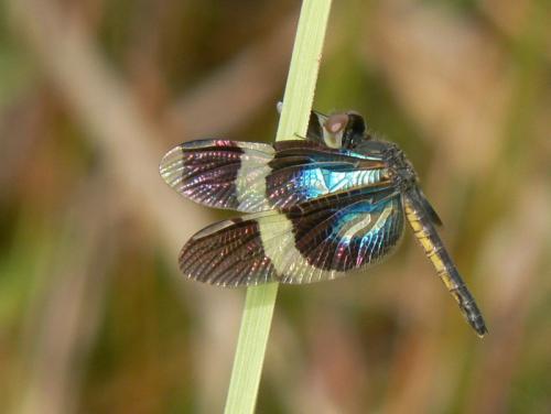 Zenithoptera viola