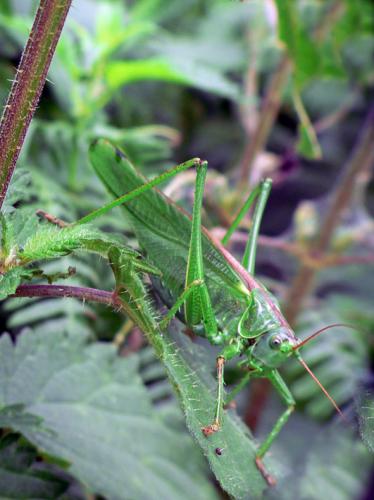 Tettigonia viridissima