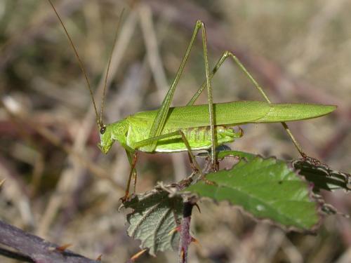 Réf. 22 959 : Phaneroptera falcata