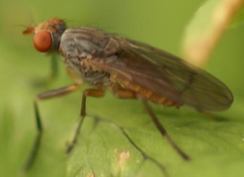 Pherbellia sp.