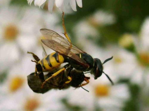 Réf. 22 179 : Philanthus triangulum