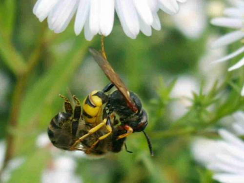 Réf. 22 177 : Philanthus triangulum