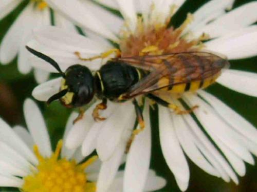 Réf. 22 175 : Philanthus triangulum