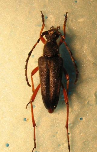 Réf. 22 156 : Stictoleptura stragulata