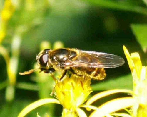 Cheilosia sp.
