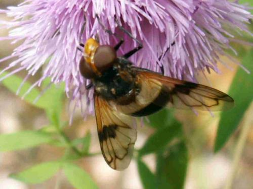 Volucella pellucens