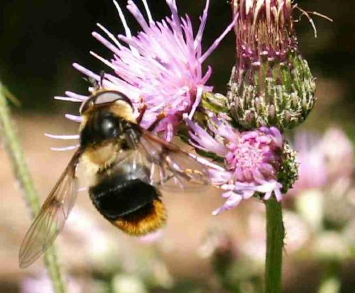 Réf. 22 005 : Eriozona syrphoides