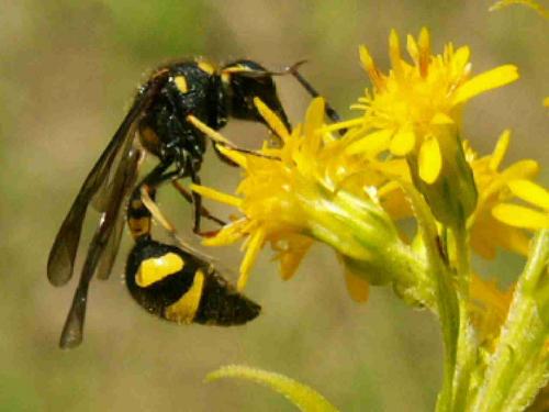 Eumenes sp.