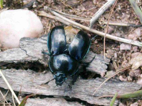Réf. 22 054 : Trypocopris pyrenaeus