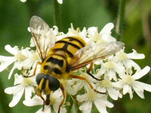 Myathropa florea