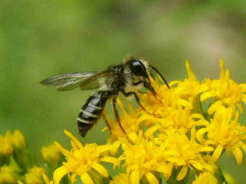 Andrena denticulata