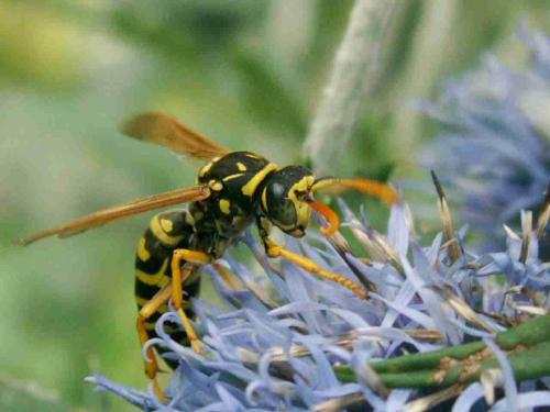 Polistes dominula
