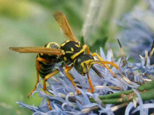 Polistes dominula