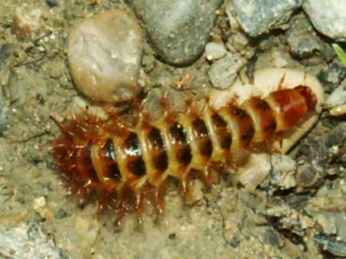 Drilus flavescens