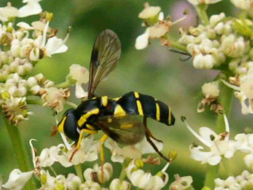 Xanthogramma pedissequum