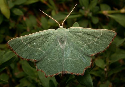 Réf. 22 404 : Thalera fimbrialis
