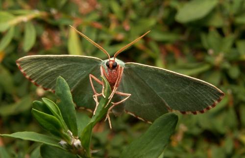 Réf. 22 403 : Thalera fimbrialis