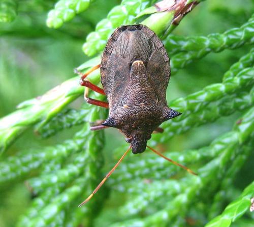 Picromerus bidens
