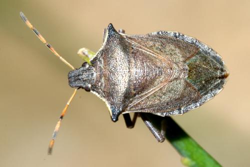 Picromerus nigridens