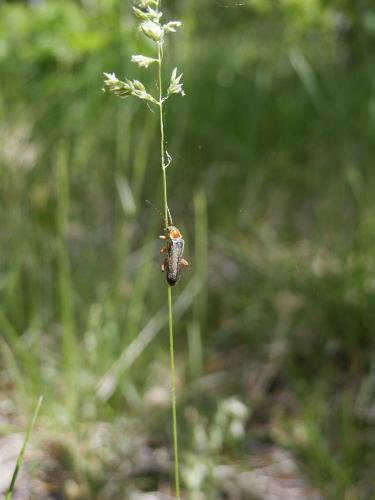 Cantharis sp.