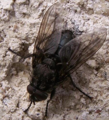 Pollenia sp.