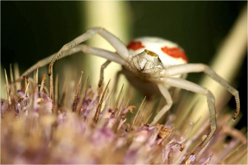Misumena vatia