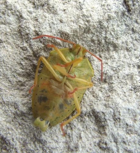 Piezodorus lituratus