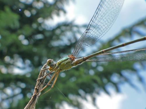 Chalcolestes viridis