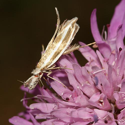 Réf. 22 018 : Pleurota aristella