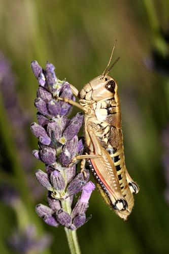 Réf. 22 347 : Podisma amedegnatoae