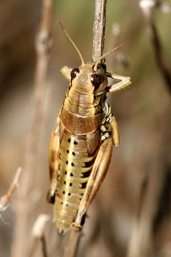 Réf. 22 348 : Podisma amedegnatoae