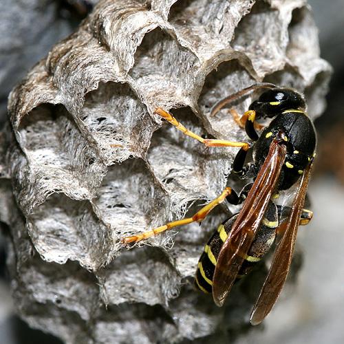 Réf. 22 017 : Polistes biglumis