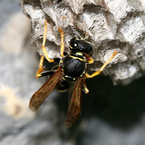 Réf. 22 215 : Polistes biglumis