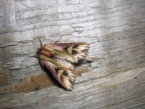 Actinotia polyodon