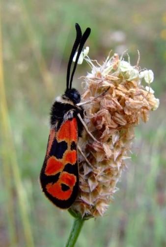 Zygaena hilaris